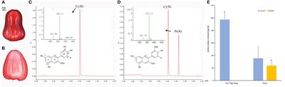 Genome-wide identification of the AOMT gene family in wax apple and functional characterization of SsAOMTs to anthocyanin methylation